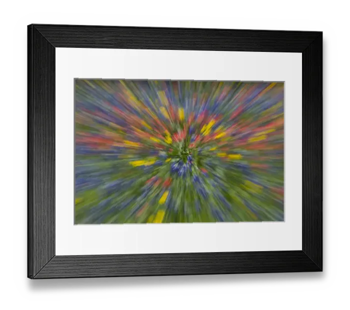 Framed Print : Zooming view of field of Texas Wildflowers near Cuero Texas Framed Print : Zooming view of field of Texas Wildflowers near Cuero Texas
