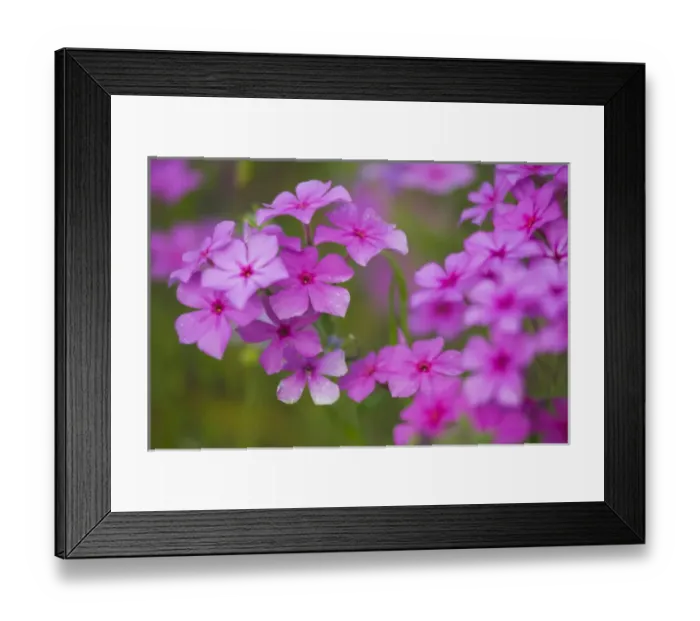Framed Print : Phlox in full bloom near Devine Texas Framed Print : Phlox in full bloom near Devine Texas
