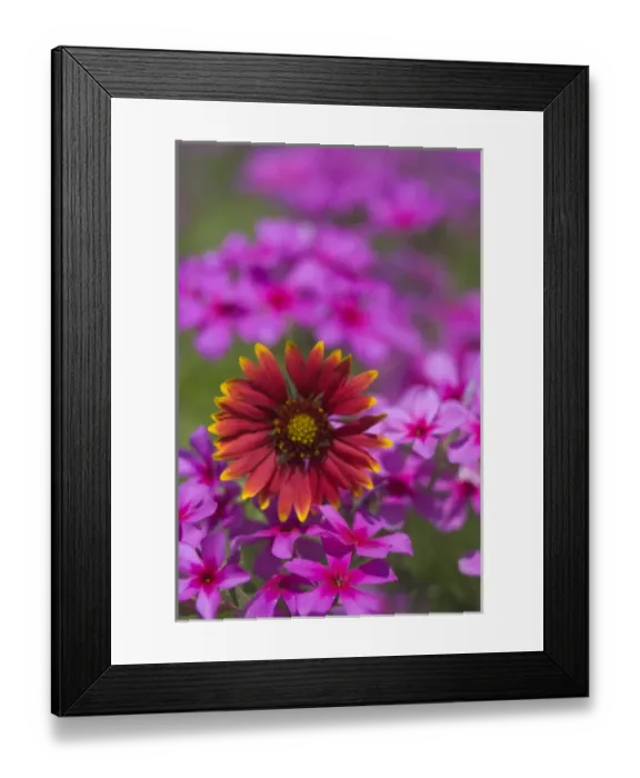 Framed Print : Phlox and Indian Blanket near Devine Texas
