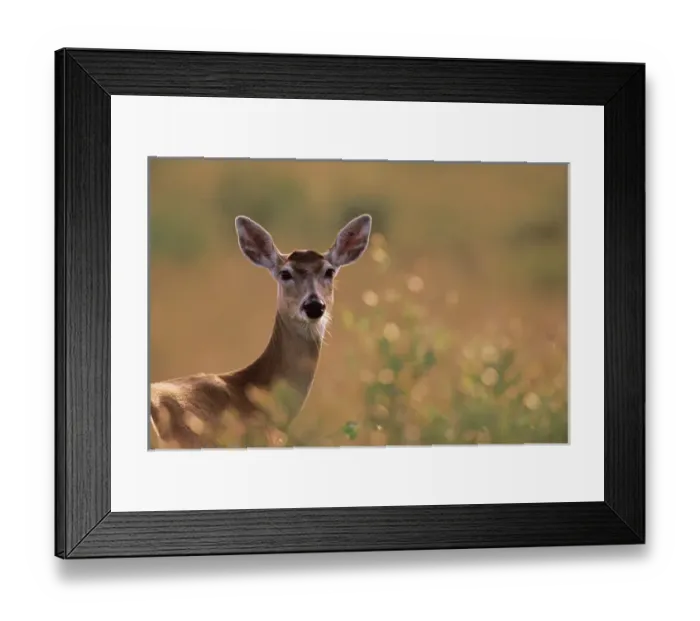 Framed Print : N. A. USA, Texas White-tailed Deer - Odocoileus virginianus Framed Print : N. A. USA, Texas White-tailed Deer - Odocoileus virginianus