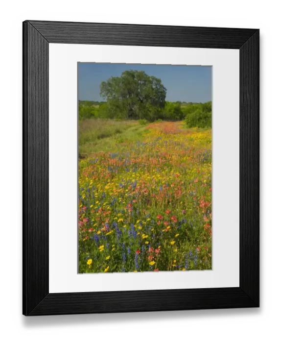 Framed Print : Springtime with field of Texas Wildflowers and Oak Tree near Pleasanton Texas Framed Print : Springtime with field of Texas Wildflowers and Oak Tree near Pleasanton Texas