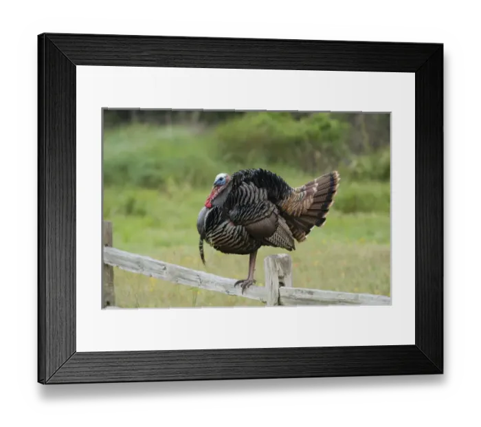 Framed Print : USA, Texas, Aransas National Wildlife Refuge, Wild Turkey (Meleagris gallopavo)