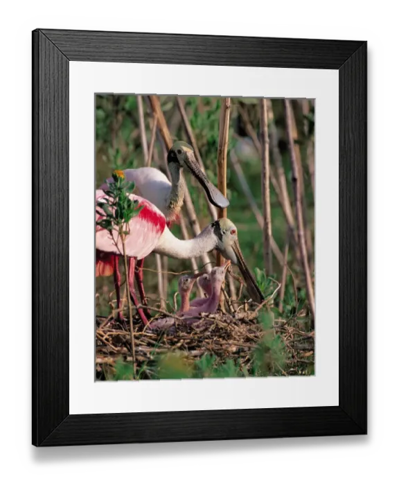 Framed Print : N. A. USA, Texas, South Texas Roseate Spoonbill - Ajaia ajaja Framed Print : N. A. USA, Texas, South Texas Roseate Spoonbill - Ajaia ajaja