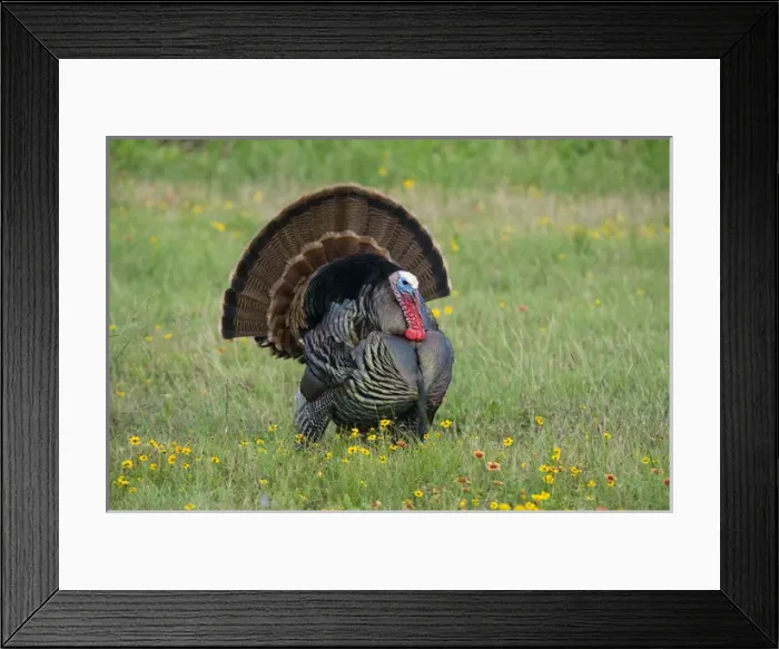 Framed Print : USA, Texas, Aransas National Wildlife Refuge, Wild Turkey (Meleagris gallopavo) Framed Print : USA, Texas, Aransas National Wildlife Refuge, Wild Turkey (Meleagris gallopavo)