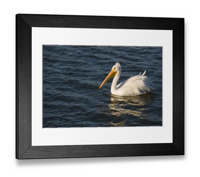 Framed Print : American White Pelican, Pelecanus erythrorhynchos, Coastal South Texas, Texas, USA