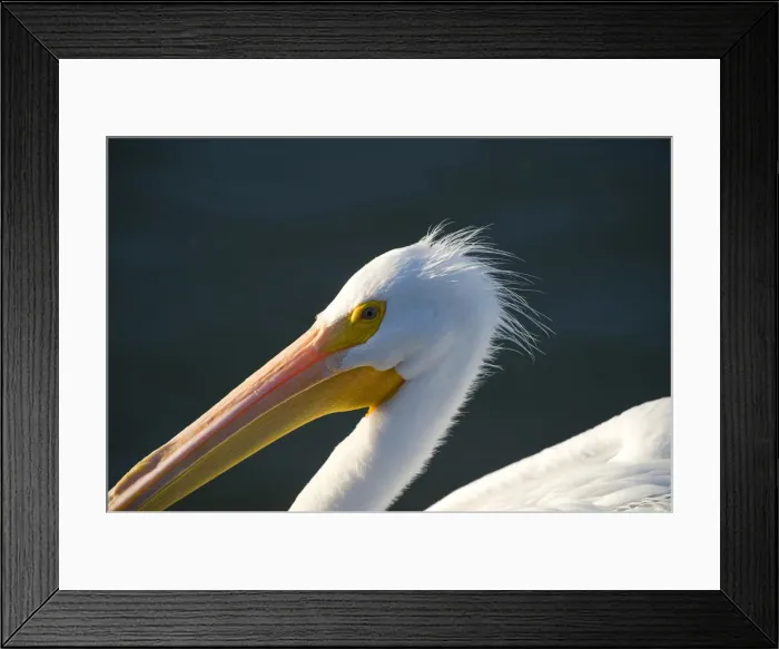 Framed Print : American White Pelican, Pelecanus erythrorhynchos, Coastal South Texas, Texas, USA Framed Print : American White Pelican, Pelecanus erythrorhynchos, Coastal South Texas, Texas, USA
