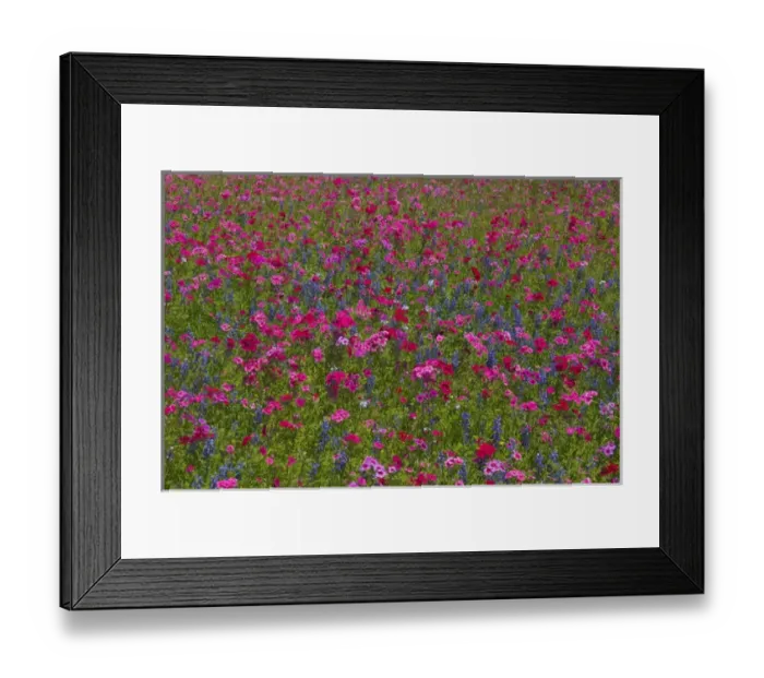 Framed Print : Phlox, Blue Bonnets and indian Paint Brush near Brenham Texas Framed Print : Phlox, Blue Bonnets and indian Paint Brush near Brenham Texas