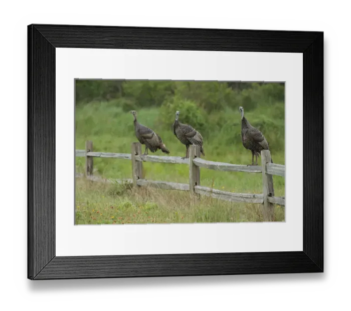 Framed Print : USA, Texas, Aransas National Wildlife Refuge, Wild Turkey (Meleagris gallopavo)