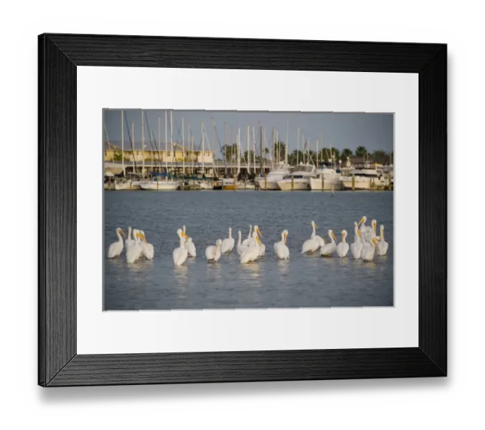 Framed Print : American White Pelican, Pelecanus erythrorhynchos, Coastal South Texas, Texas, USA