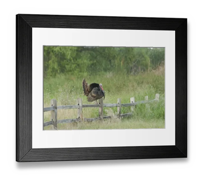 Framed Print : USA, Texas, Aransas National Wildlife Refuge, Wild Turkey (Meleagris gallopavo) Framed Print : USA, Texas, Aransas National Wildlife Refuge, Wild Turkey (Meleagris gallopavo)