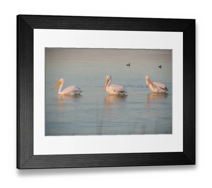 Framed Print : American White Pelican, Pelecanus erythrorhynchos, Coastal South Texas, Texas, USA Framed Print : American White Pelican, Pelecanus erythrorhynchos, Coastal South Texas, Texas, USA