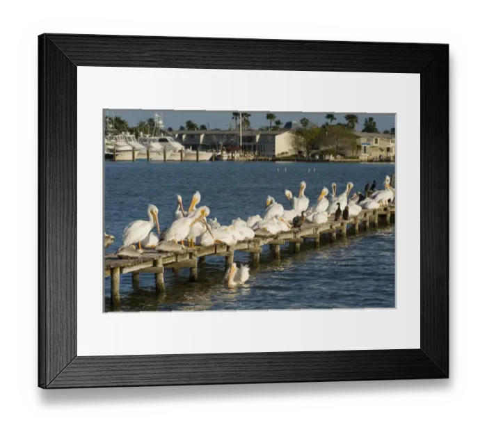 Framed Print : American White Pelican, Pelecanus erythrorhynchos, Coastal South Texas, Texas, USA Framed Print : American White Pelican, Pelecanus erythrorhynchos, Coastal South Texas, Texas, USA