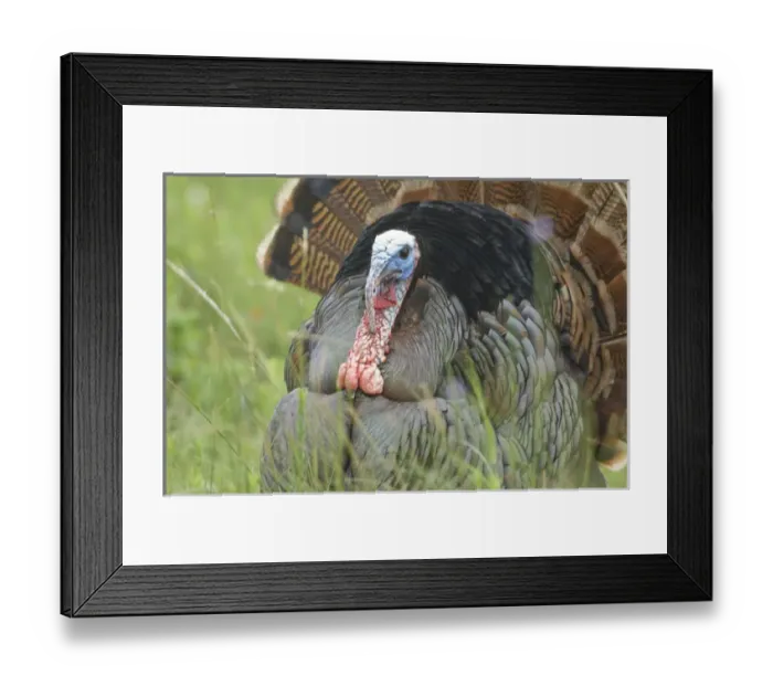 Framed Print : USA, Texas, Aransas National Wildlife Refuge, Wild Turkey (Meleagris gallopavo)
