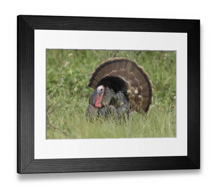 Framed Print : USA, Texas, Aransas National Wildlife Refuge, Wild Turkey (Meleagris gallopavo) Framed Print : USA, Texas, Aransas National Wildlife Refuge, Wild Turkey (Meleagris gallopavo)