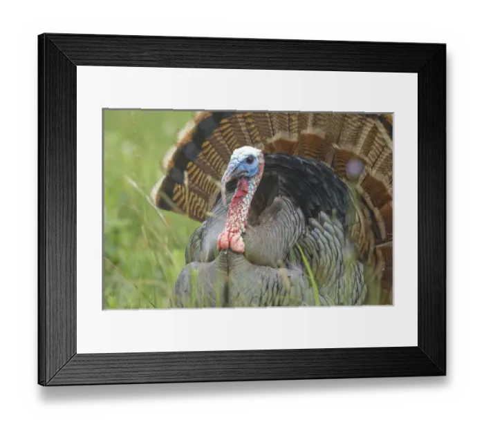 Framed Print : USA, Texas, Aransas National Wildlife Refuge, Wild Turkey (Meleagris gallopavo) Framed Print : USA, Texas, Aransas National Wildlife Refuge, Wild Turkey (Meleagris gallopavo)