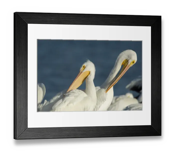 Framed Print : American White Pelican, Pelecanus erythrorhynchos, Coastal South Texas, Texas, USA Framed Print : American White Pelican, Pelecanus erythrorhynchos, Coastal South Texas, Texas, USA