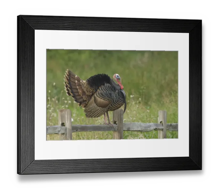 Framed Print : USA, Texas, Aransas National Wildlife Refuge, Wild Turkey (Meleagris gallopavo)