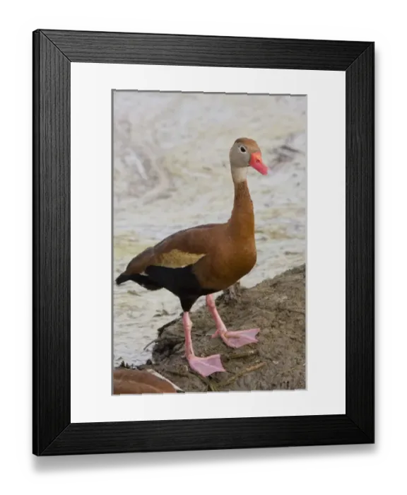 Framed Print : Laguna Madre Nature Trail, South Padre Island, Texas, North America, USA. Black-bellied Framed Print : Laguna Madre Nature Trail, South Padre Island, Texas, North America, USA. Black-bellied