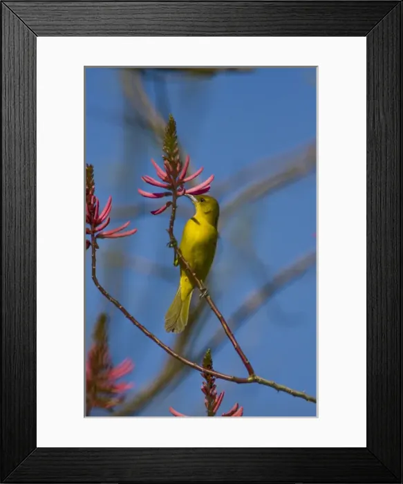 Framed Print : Laguna Madre Nature Trail, South Padre Island, Texas, North America, USA. Female Orchard Oriole