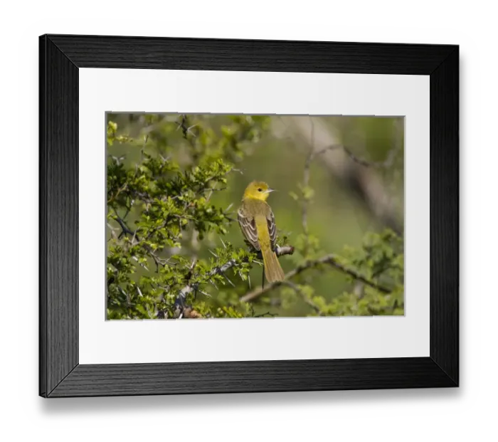 Framed Print : Laguna Madre Nature Trail, South Padre Island, Texas, North America, USA. Female Orchard Oriole Framed Print : Laguna Madre Nature Trail, South Padre Island, Texas, North America, USA. Female Orchard Oriole