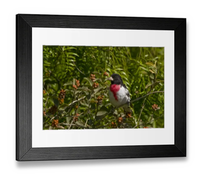 Framed Print : Laguna Madre Nature Trail, South Padre Island, Texas, North America, USA. Rose-breasted Grosbeak
