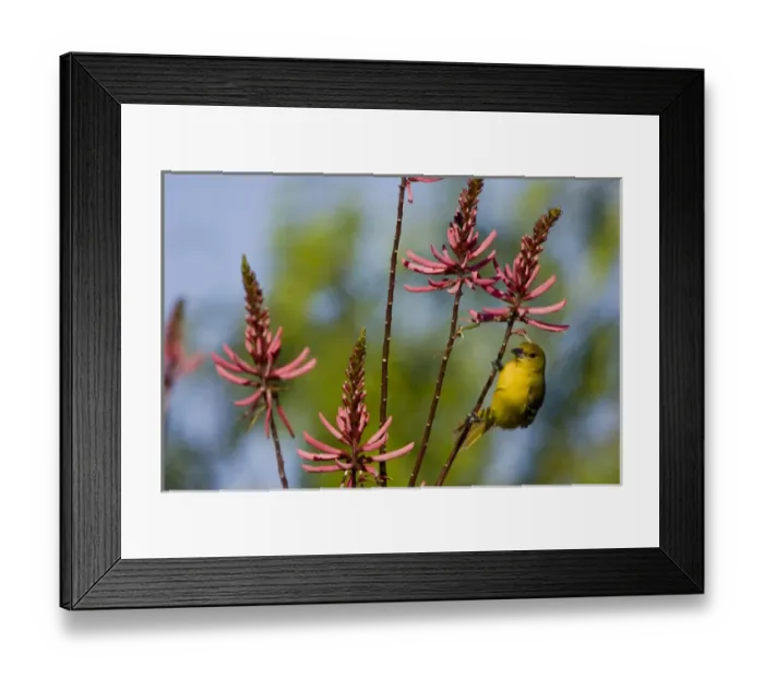 Framed Print : Laguna Madre Nature Trail, South Padre Island, Texas, North America, USA. Female Orchard Oriole