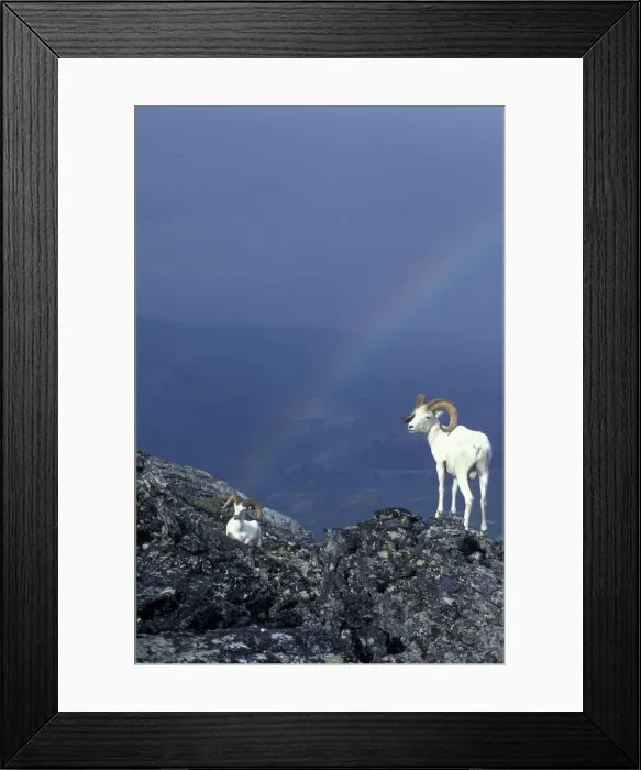 Framed Print : USA, Alaska, Denali National Park Two Dahl rams on rocky ridge, rainbow in distance