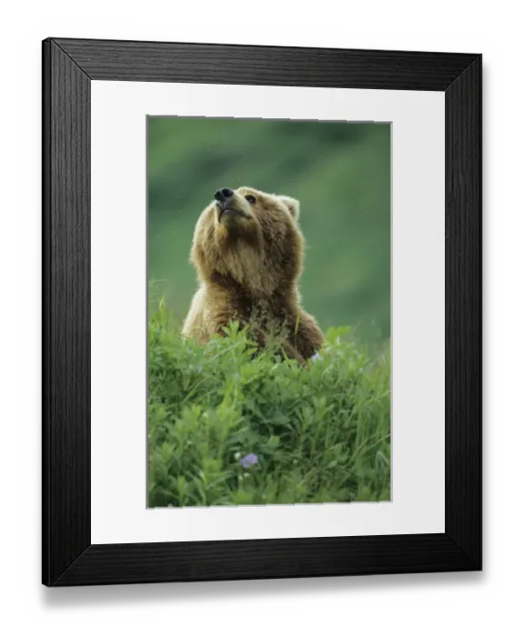 Framed Print : BE-916 Older Kodiak Brown Bear (Ursus arctos middendorffi) cub sniffs the air