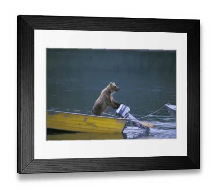 Framed Print : USA, Alaska, Brooks River Brown bear hasn t learned to start engine Framed Print : USA, Alaska, Brooks River Brown bear hasn t learned to start engine