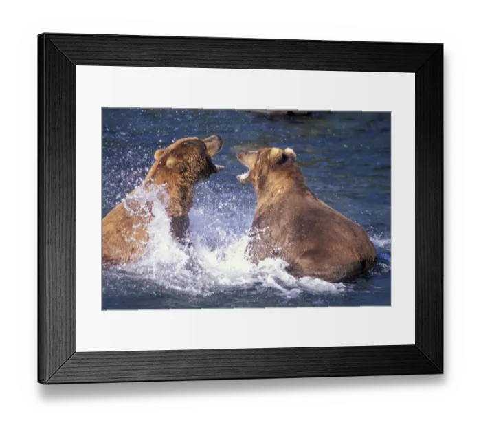 Framed Print : USA, Alaska Fighting male brown Brown bears at Brooks River Framed Print : USA, Alaska Fighting male brown Brown bears at Brooks River