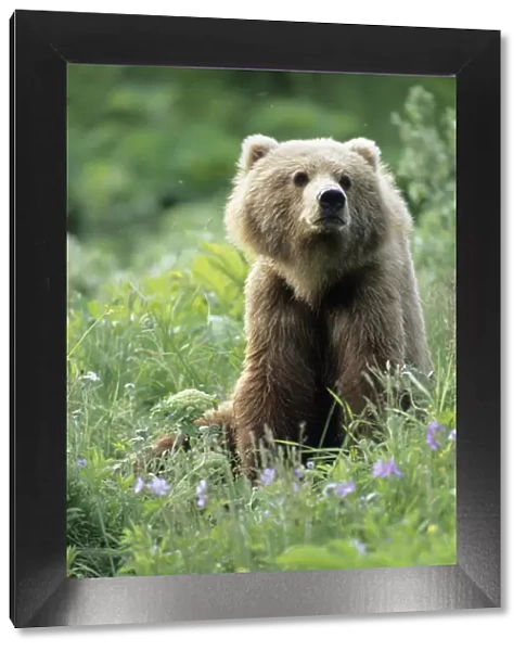 BE-953 Older Kodiak Brown Bear (Ursus arctos middendorffi) sits amongst some wildflowers