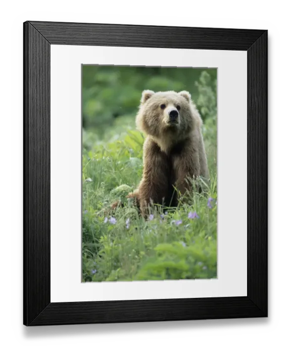 Framed Print : BE-953 Older Kodiak Brown Bear (Ursus arctos middendorffi) sits amongst some wildflowers Framed Print : BE-953 Older Kodiak Brown Bear (Ursus arctos middendorffi) sits amongst some wildflowers