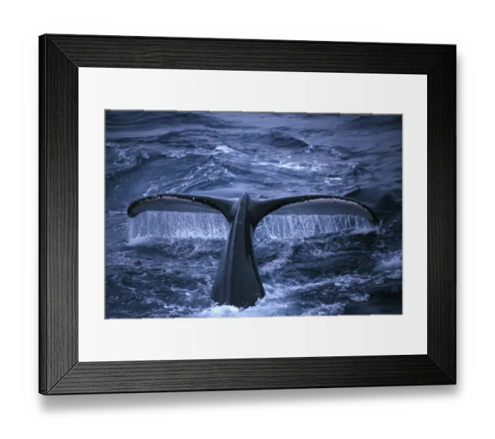 Framed Print : Antarctic Peninsula Humpback whale raising its tail fluke before diving