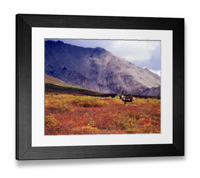 Framed Print : CA-7 Barren Ground Caribou (Rangifer arcticus), fall tundra. Denali National Park, Alaska