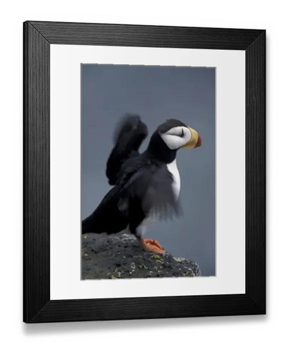 Framed Print : Alaska, St. Paul Island, The Pribilofs, Bering Sea A horned puffin stretches it s Framed Print : Alaska, St. Paul Island, The Pribilofs, Bering Sea A horned puffin stretches it s