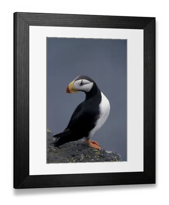 Framed Print : Alaska, St. Paul Island, The Pribilofs, Bering Sea A horned puffin perches Framed Print : Alaska, St. Paul Island, The Pribilofs, Bering Sea A horned puffin perches