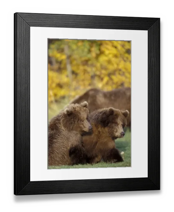 Framed Print : Alaska, Katmai National Park and Preserve Twin yearling brown bear cubs sit together Framed Print : Alaska, Katmai National Park and Preserve Twin yearling brown bear cubs sit together
