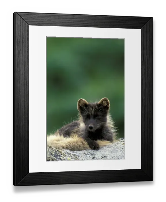 Framed Print : NA, USA, Alaska, Pribilofs, St. Paul Island An arctic fox in its dark colored Framed Print : NA, USA, Alaska, Pribilofs, St. Paul Island An arctic fox in its dark colored
