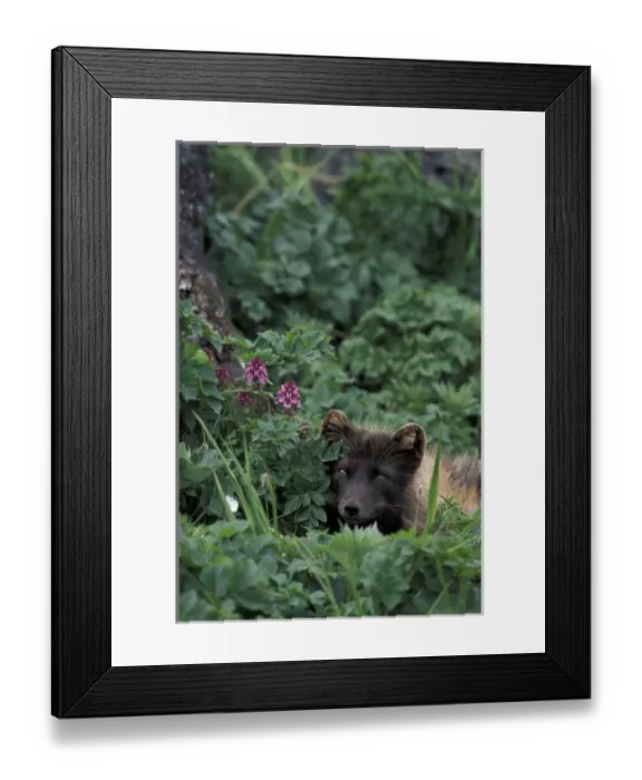 Framed Print : NA, USA, Alaska, Pribilofs, St. Paul Island An arctic fox rests on a lichen-covered Framed Print : NA, USA, Alaska, Pribilofs, St. Paul Island An arctic fox rests on a lichen-covered