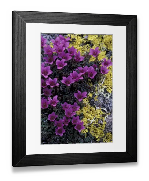 Framed Print : NA, USA, Alaska, Alaska National Wildlife Refuge Purple mountain saxifrage, surrounded by lichen