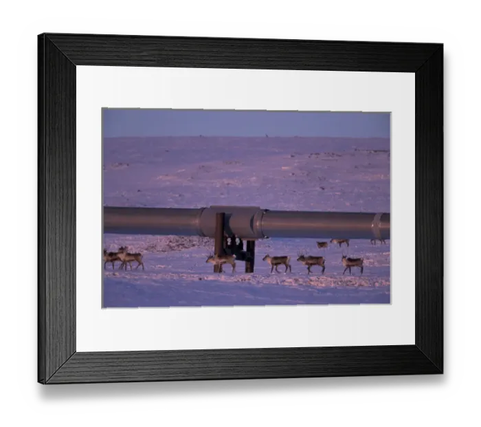 Framed Print : NA, USA, Alaska, north slope of Brooks Range Caribou walk along the Trans-Alaska