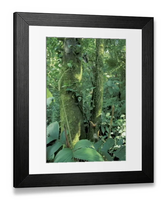 Framed Print : Central America, Costa Rica, Monte Verde Area. Moss-covered tree Framed Print : Central America, Costa Rica, Monte Verde Area. Moss-covered tree