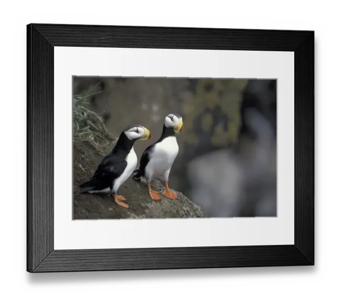 Framed Print : NA, USA, Alaska, The Pribilofs, St. Paul Island A pair of horned puffins (Fratercula