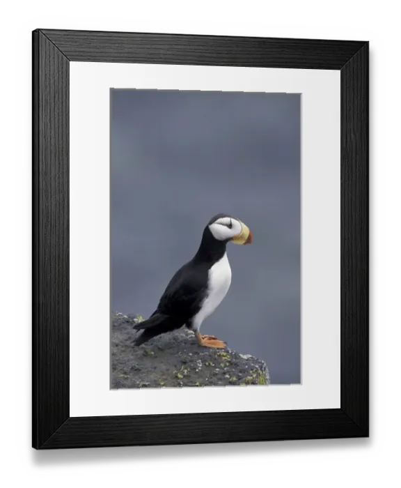 Framed Print : NA, USA, Alaska, The Pribilofs, St. Paul Island A horned puffin (Fratercula corniculata)