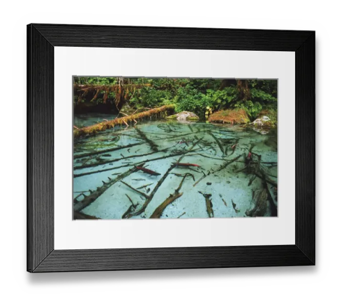 Framed Print : USA, Alaska, Southeast Alaska, Spawning red salmon Framed Print : USA, Alaska, Southeast Alaska, Spawning red salmon