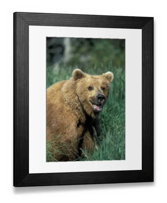 Framed Print : NA, USA, Alaska, Katmai National Park. A large brown bear boar sits in tall grass Framed Print : NA, USA, Alaska, Katmai National Park. A large brown bear boar sits in tall grass
