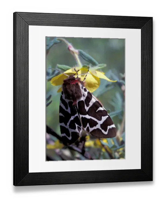 Framed Print : NA, Alaska, Denali National Park. Leopord moth sits on the flower of a Shrubby Cinquefoil Framed Print : NA, Alaska, Denali National Park. Leopord moth sits on the flower of a Shrubby Cinquefoil