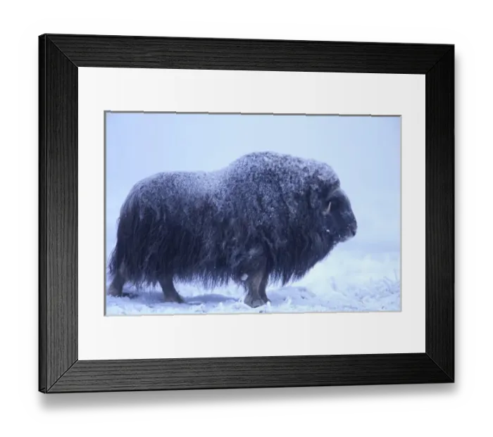 Framed Print : NA, USA, Alaska, Arctic Coastal Plain Muskox (Ovibus moschatus) Framed Print : NA, USA, Alaska, Arctic Coastal Plain Muskox (Ovibus moschatus)