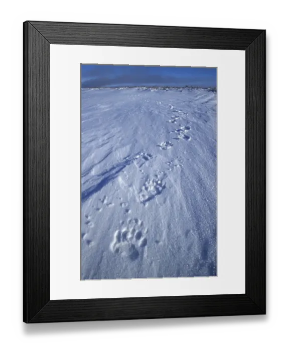 Framed Print : NA, USA, Alaska, Coastal Plain, North Slope Fresh grizzly bear (Ursus Arctos) Framed Print : NA, USA, Alaska, Coastal Plain, North Slope Fresh grizzly bear (Ursus Arctos)
