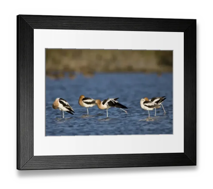 Framed Print : American Avocets, Recurvirostra americana, Welder flats, Texas Framed Print : American Avocets, Recurvirostra americana, Welder flats, Texas